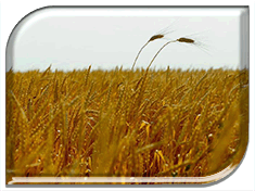Котельниковский район намолотил более ста тысяч тонн зерна